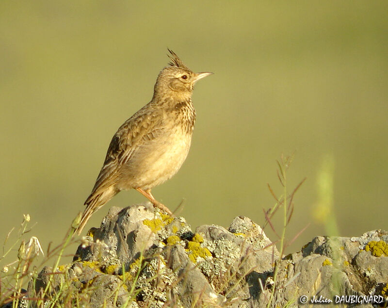 Cochevis huppé