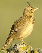 Crested Lark