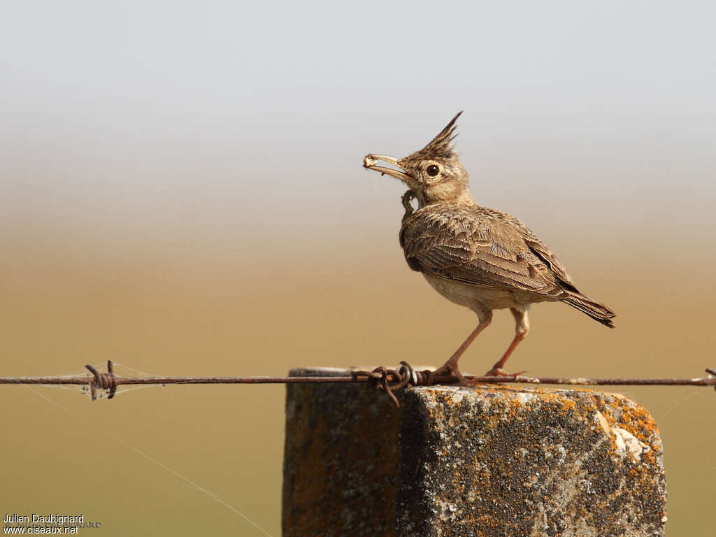 Crested Larkadult, feeding habits