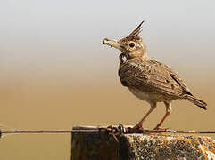 Crested Lark