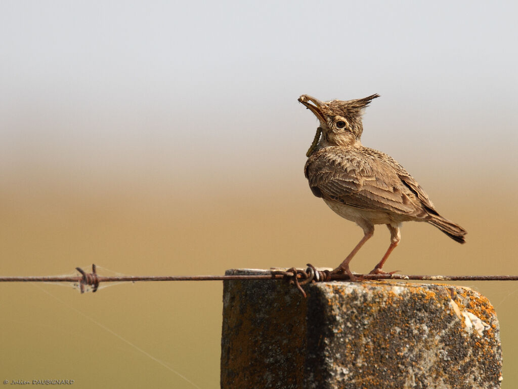 Crested Larkadult, identification