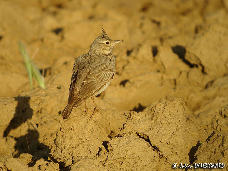 Cochevis huppé