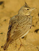 Crested Lark