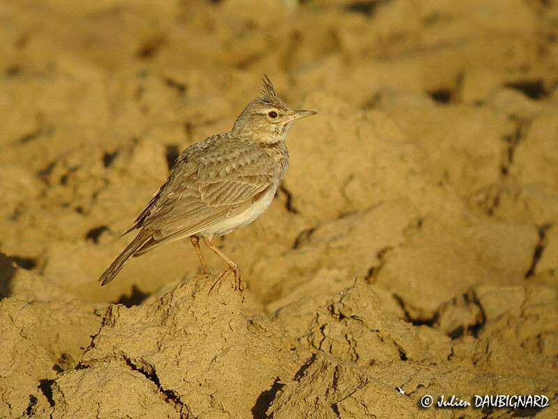 Crested Lark