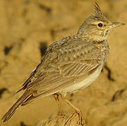 Crested Lark