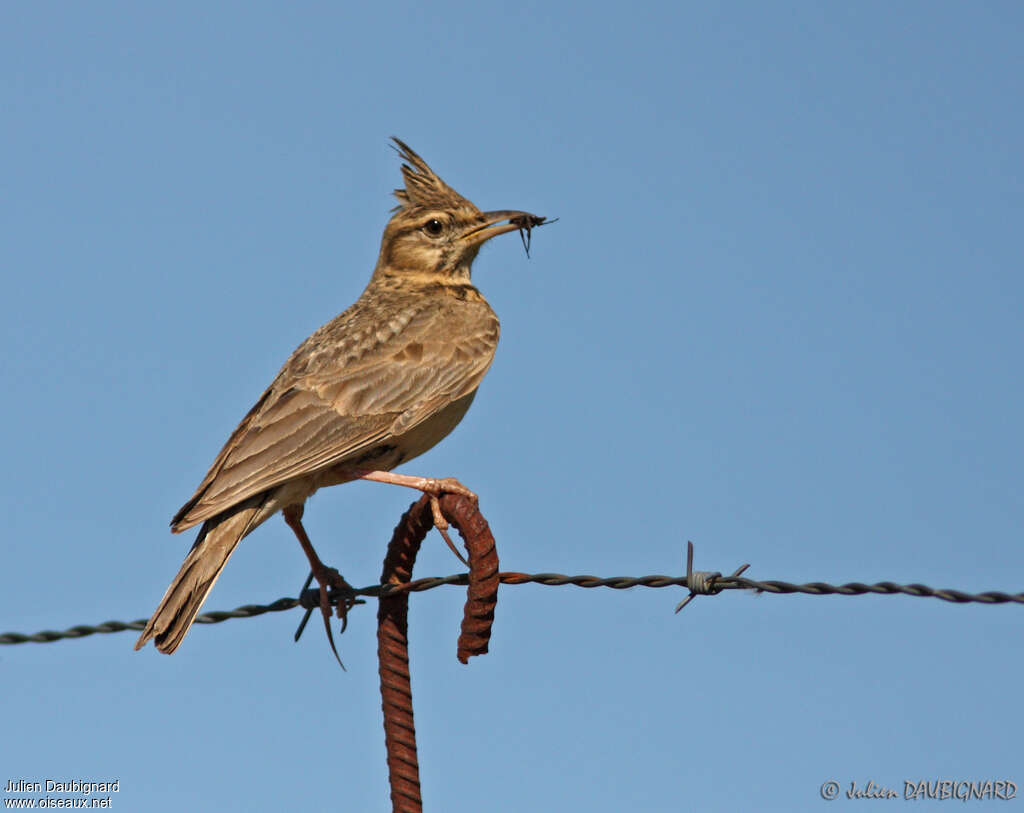 Crested Lark, feeding habits