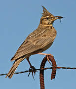 Crested Lark