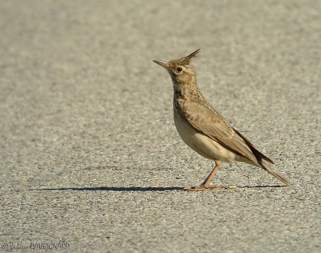 Crested Lark, identification