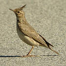 Cochevis huppé