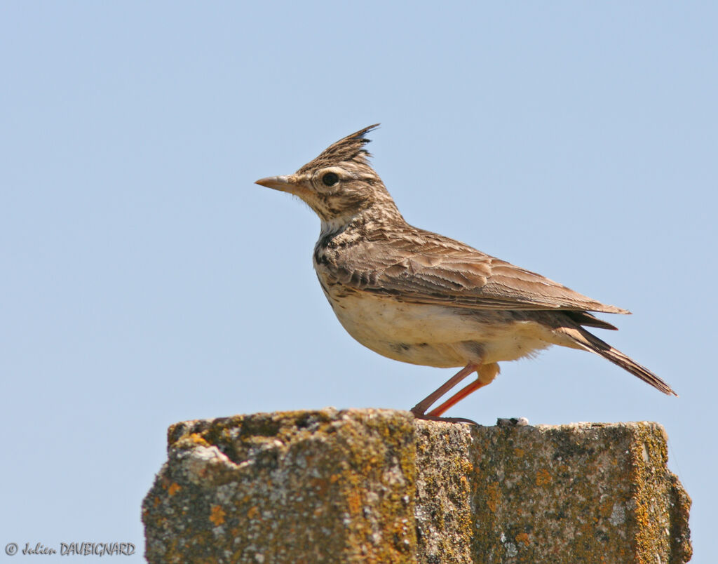 Crested Lark, identification