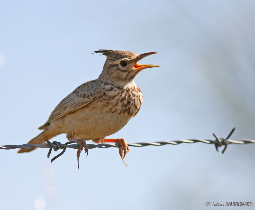 Crested Lark, identification