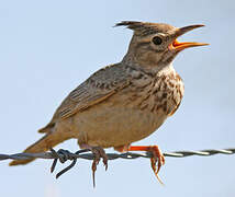 Crested Lark