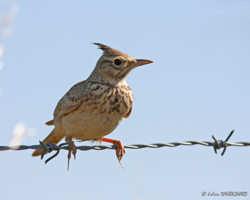 Crested Lark, identification