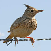 Crested Lark