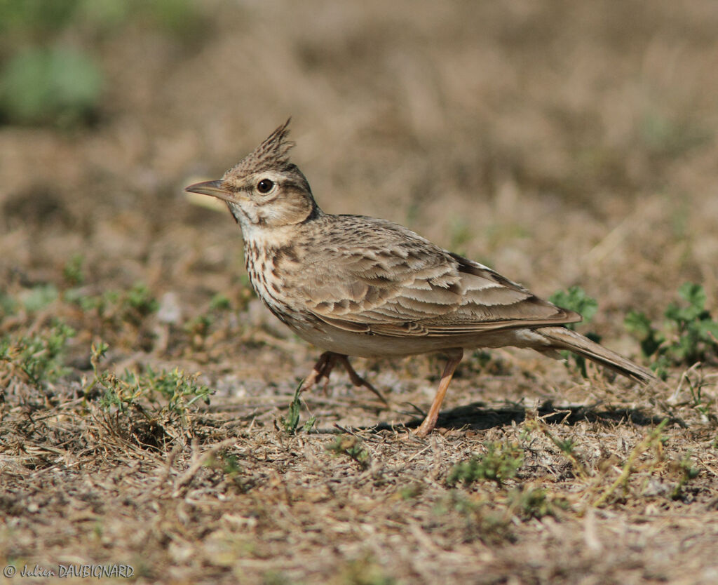 Crested Lark, identification