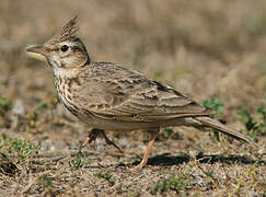 Crested Lark