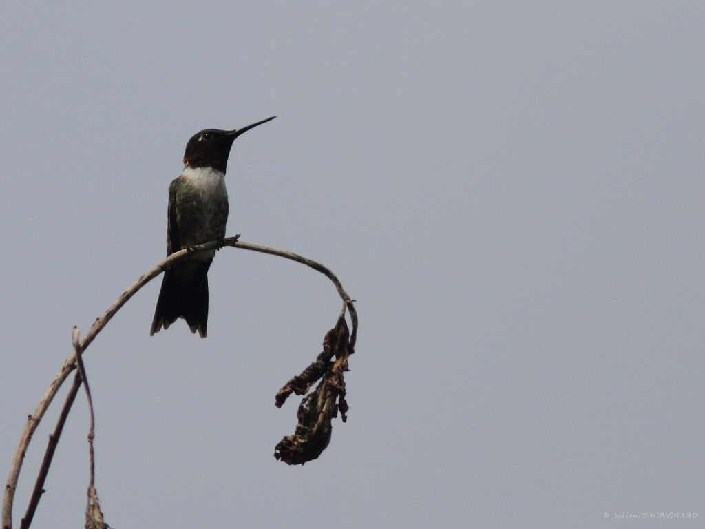 Ruby-throated Hummingbird, identification