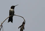 Colibri à gorge rubis