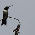 Colibri à gorge rubis