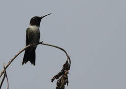 Ruby-throated Hummingbird