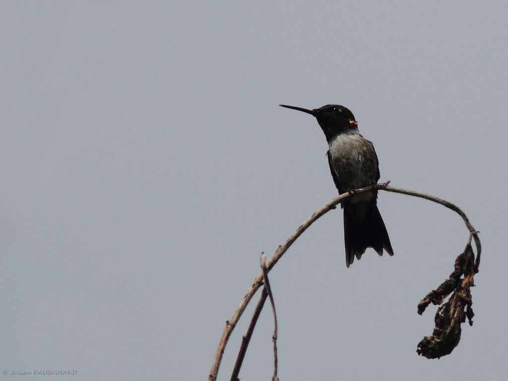 Colibri à gorge rubis, identification