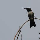 Colibri à gorge rubis
