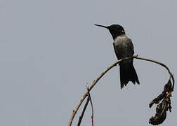 Ruby-throated Hummingbird