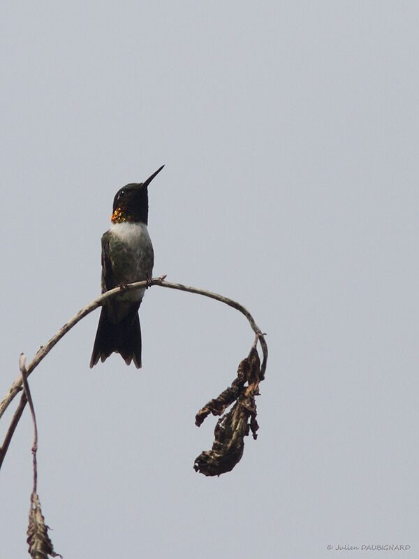 Colibri à gorge rubis, identification