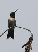 Ruby-throated Hummingbird