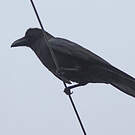 Corbeau à gros bec