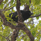 Corbeau à gros bec