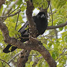 Corbeau à gros bec