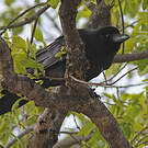 Corbeau à gros bec