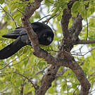 Corbeau à gros bec