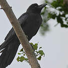 Corbeau à gros bec