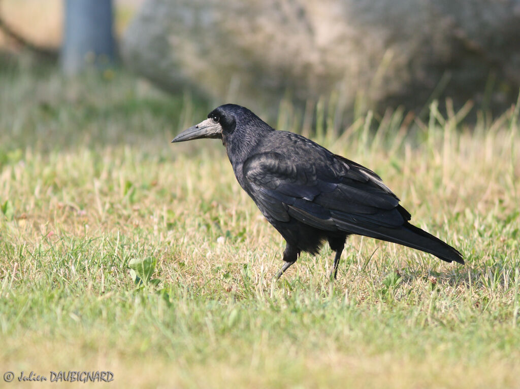 Corbeau freux, identification