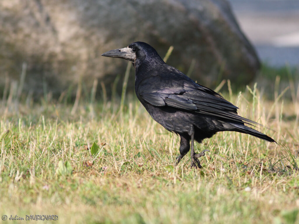 Corbeau freuxadulte, identification