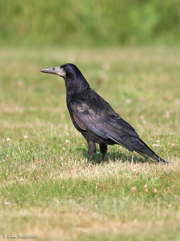 Corbeau freuxadulte, identification