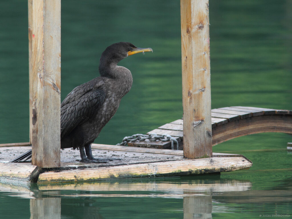 Cormoran à aigrettesadulte, identification