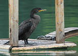 Cormoran à aigrettes