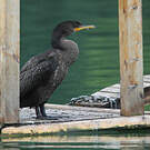 Cormoran à aigrettes