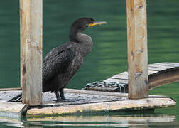 Double-crested Cormorant