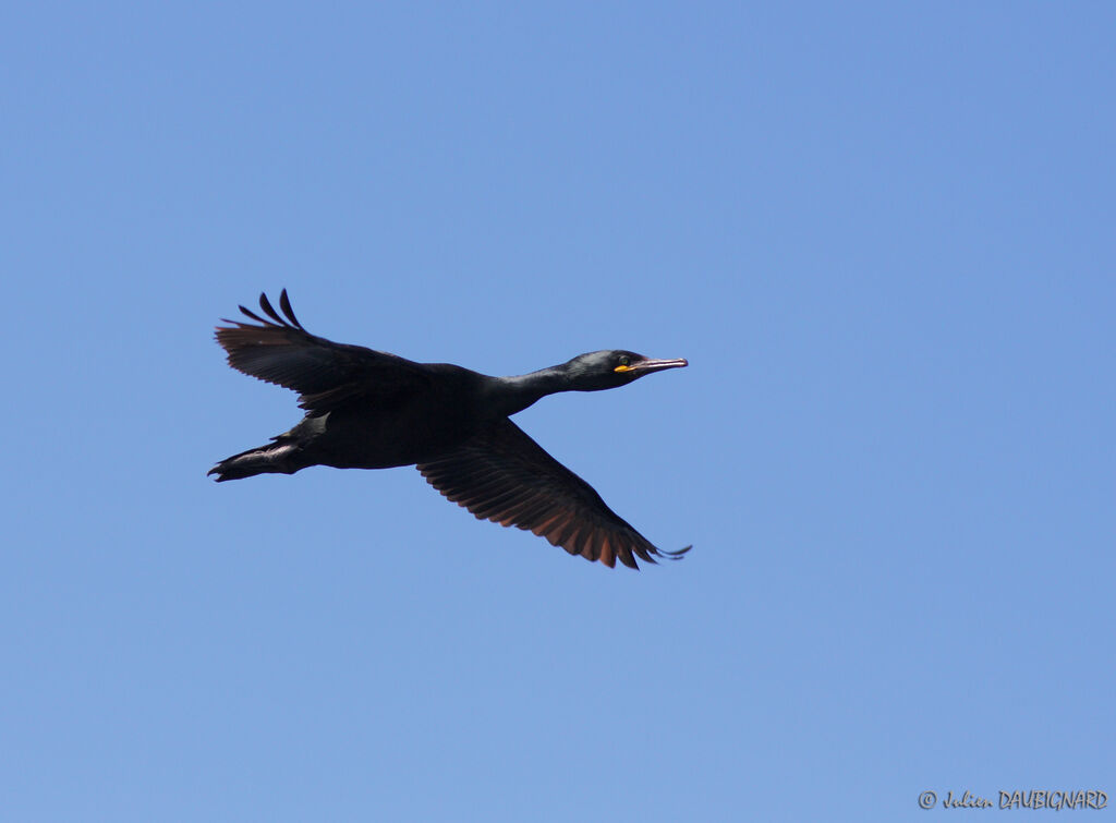 European Shag, Flight