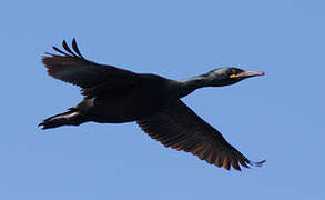 European Shag