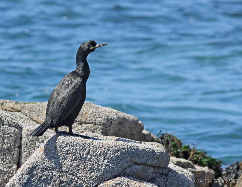 Cormoran huppé, identification