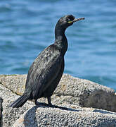 European Shag