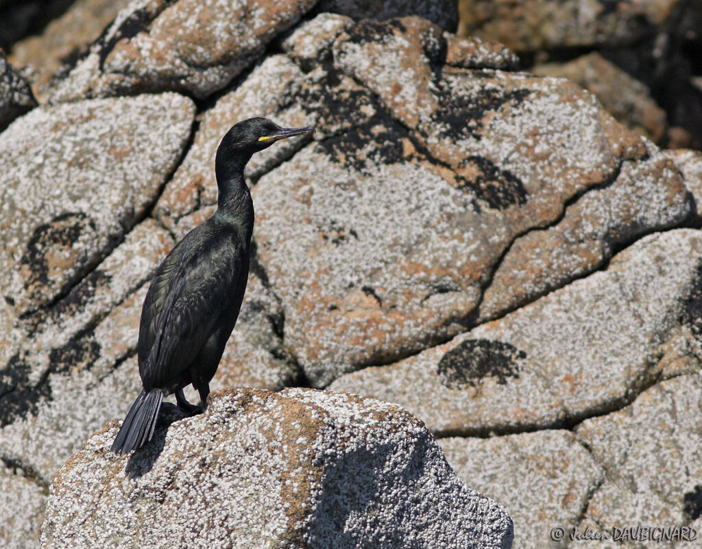 Cormoran huppé, identification