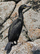 European Shag