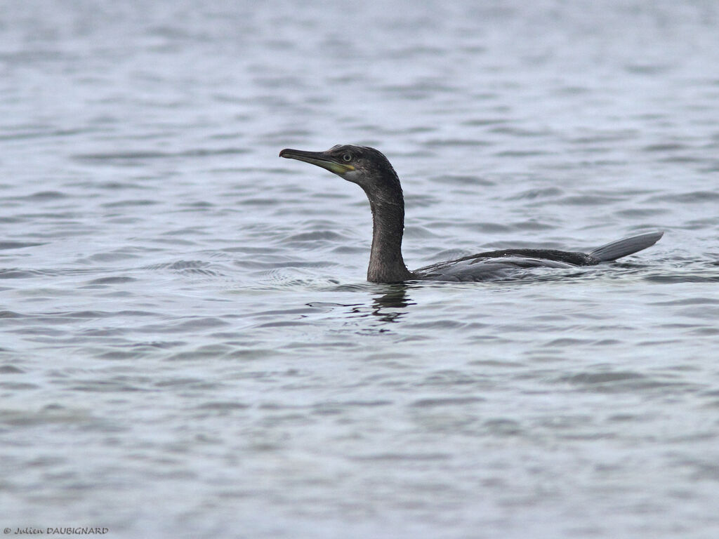 Cormoran huppéjuvénile, identification