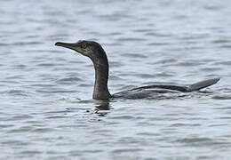 European Shag